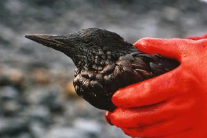 Pigeon guillemot (Cepphus columba) covered in oil, Alaska, United States Of America - Natalie Fobes/The Image Bank/Getty photographs