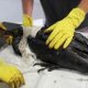 Animals affected by oil spills