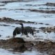 Articles on oil spills