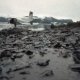 Effects of Exxon Valdez oil spill