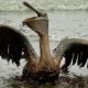 Effects of oil spills on the environmental