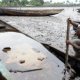 Environmental issues oil spills