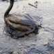 Oil spills facts for Kids