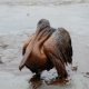 Oil spills on animals