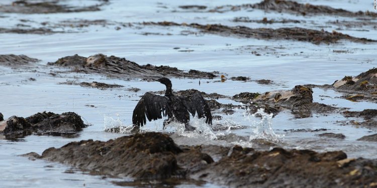 Articles on oil spills