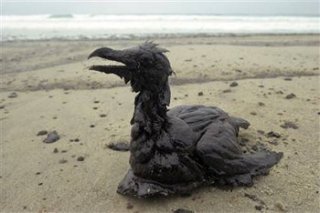 water wild birds get poisoned by oil spills