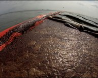 Bacteria cleaning up oil spills