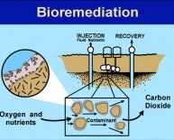 Bioremediation methods for oil spills