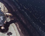 BP oil spill animals affected
