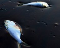 BP oil spill claims Update