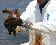 Clean Up oil Spills