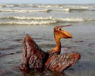 Deepwater Horizon oil spill cleanup