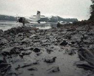 Effects of Exxon Valdez oil spill