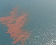 Gulf Coast oil spill