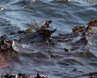 Oil spill Causes and effects