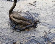 Oil spills facts for Kids