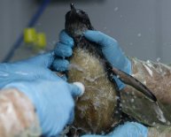 Penguin oil spill