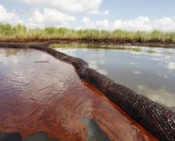 Using bacteria to clean up oil spills